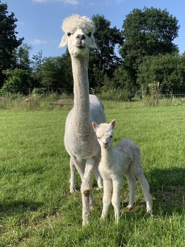 ELAB Maximus mit Mama ELAB Stella